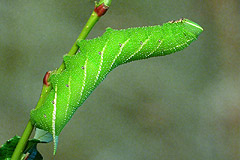 S. ocellatus