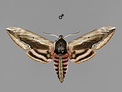 S. ligustri