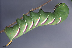 S. ligustri