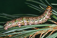 S. pinastri