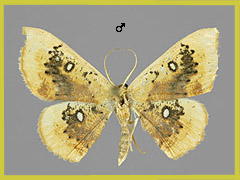 C. albiocellaria