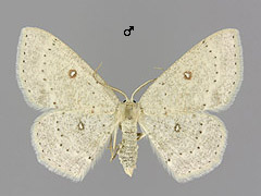 C. albipunctata
