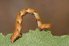 C. albipunctata