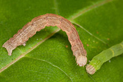 C. annularia