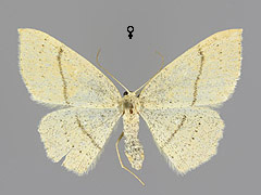 C. linearia