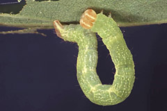 C. linearia