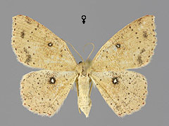 C. porata