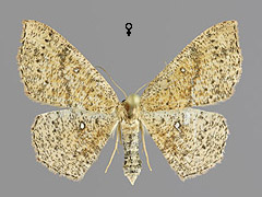 C. porata
