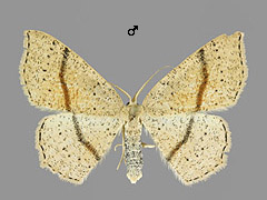 C. punctaria