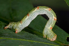 C. punctaria