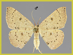 C. puppillaria