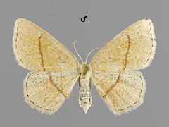 C. quercimontaria