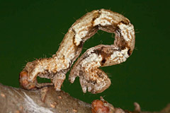 C. quercimontaria
