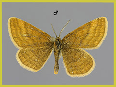 H.  rufinaria