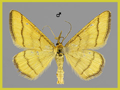 I. aureolaria