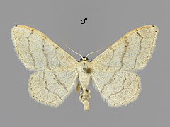 I. aversata