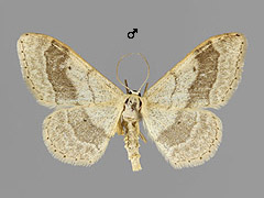 I. aversata