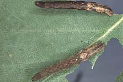 I. aversata