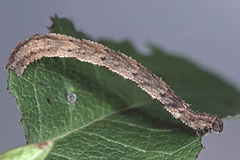 I. biselata