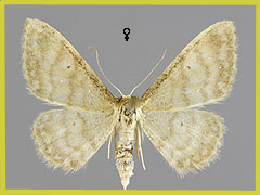 I. dilutaria