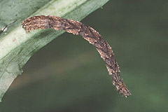 I. dimidiata