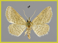 I. elongaria