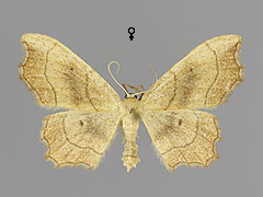 I. emarginata