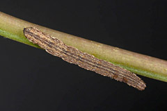 I. emarginata