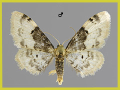 I. filicata