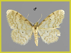 I. fuscovenosa