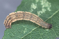 I. humiliata