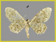I. inquinata