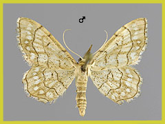 I. moniliata