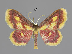 I. muricata