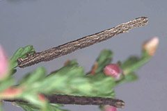I. muricata