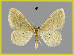 I. obsoletaria