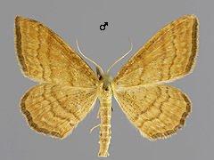 I. ochrata