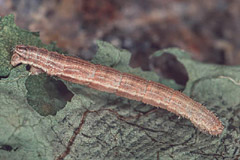 I. ochrata