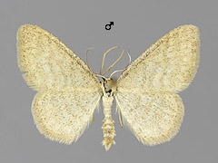 I. pallidata