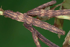 I. pallidata