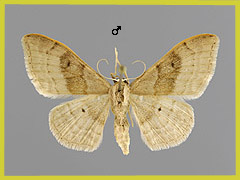 I. rubraria