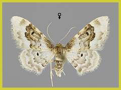 I. rusticata