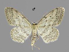 I. seriata
