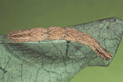 I. seriata