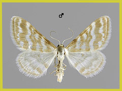I. sericeata
