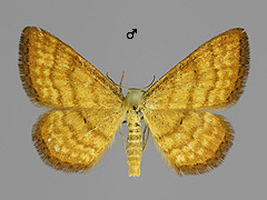 I. serpentata