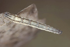 I. serpentata