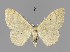 I. straminata
