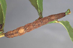 I. straminata