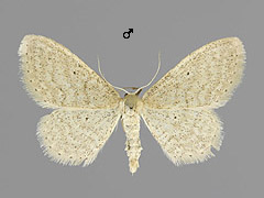 I. sylvestraria